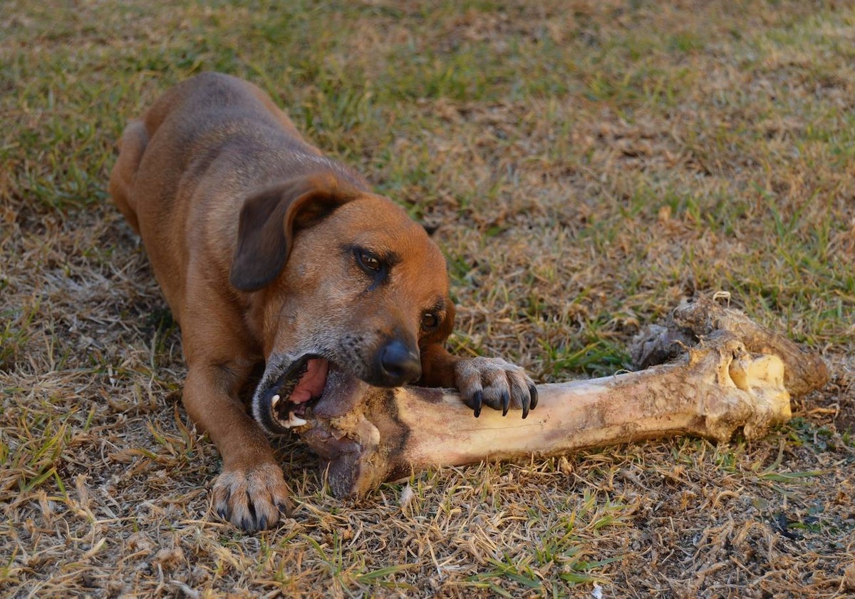 Un perro roe un hueso