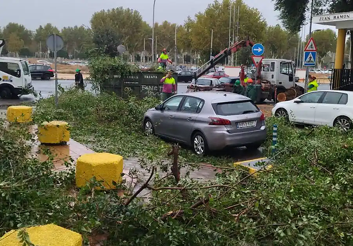 Un árbol de grandes dimensiones se ha caído junto al colegio Padres Blancos del barrio sevillano de Los Remedios