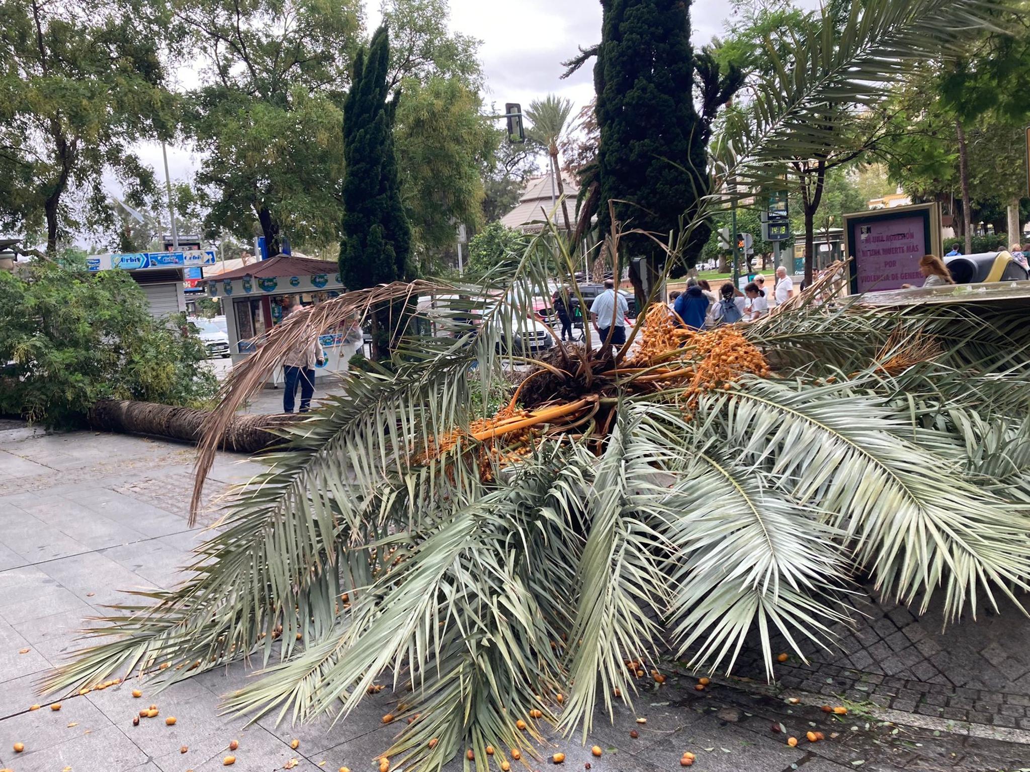 Imagen de una palmera derribada por el viento en La Victoria, este jueves