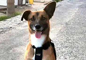 Una pareja recoge más de 30.000 firmas en Vitoria para que su perro pueda acudir a su boda y llevar los anillos