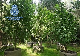 Descubren a un padre y a un hijo con 68 plantas de marihuana de más de dos metros en Gandía