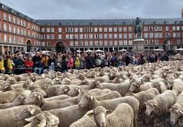 Llegan las ovejas a Madrid: de dónde viene la tradición y programa completo de actividades