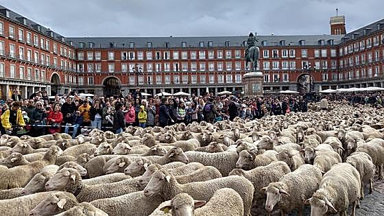 Llegan las ovejas a Madrid: de dónde viene la tradición y programa completo de actividades