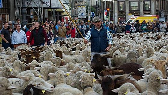 Fiesta de la Trahsumancia en Madrid hoy: horario, recorrido y cortes de tráfico
