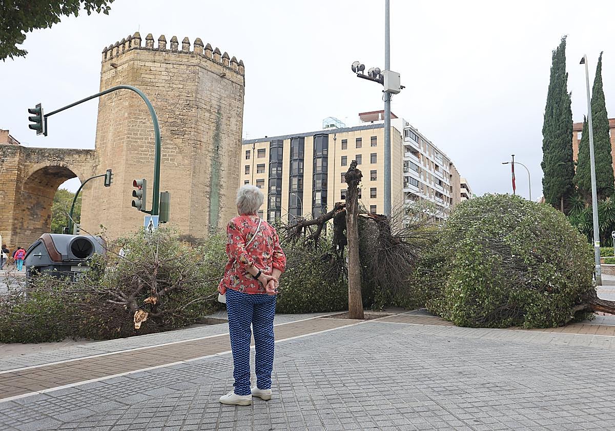 Árboles caídos junto a la Torre de la Malmuerta