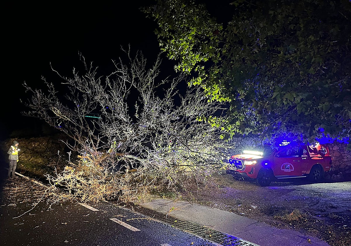 Un bombero ante un árbol derribado por el viento en un municipio de Córdoba este domingo
