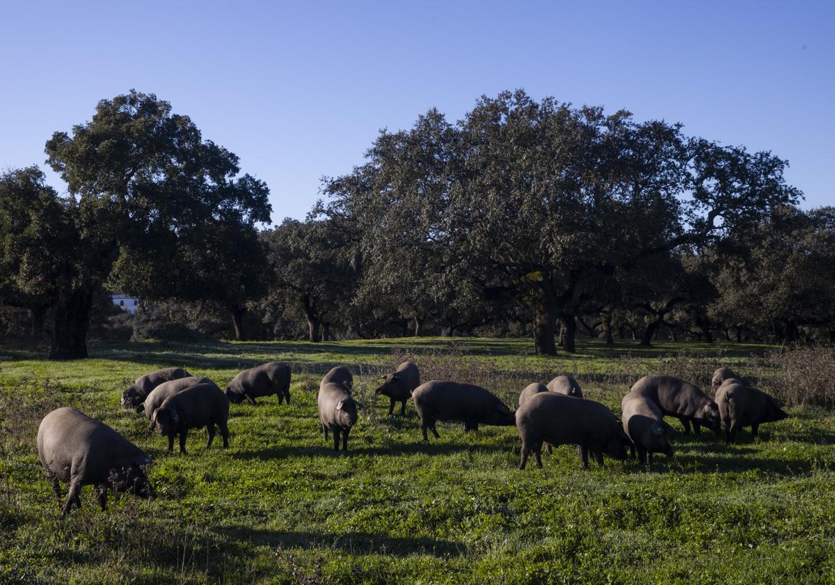 Cerdos alimentándose en la dehesa en la montanera, en la última fase de cría de este animal