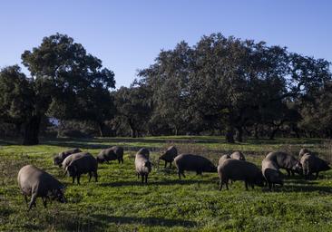 El sector del ibérico de los Pedroches es optimista ante la montanera y la campaña de Navidad