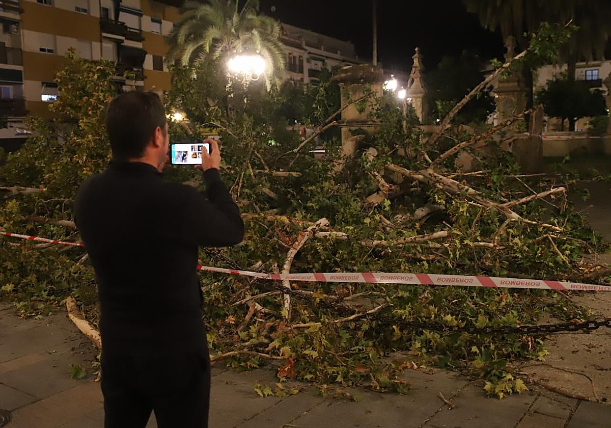 Un joven fotografía el pedestal del triunfo tras ser derribada la figura de San Rafael por un árbol
