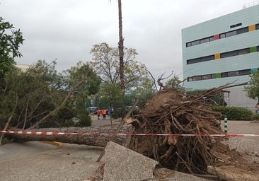 Fotos: dantesco paisaje en las calles de Córdoba tras la borrasca Bernard