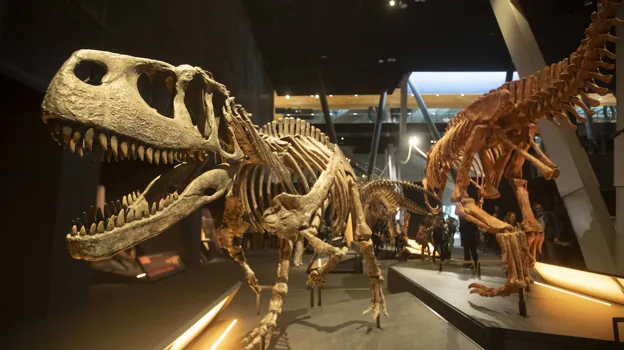 La exposición reúne otras réplicas de dinosaurios y fósiles reales