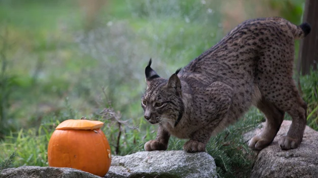 Calabazas, las nuevas protagonistas del Zoo.