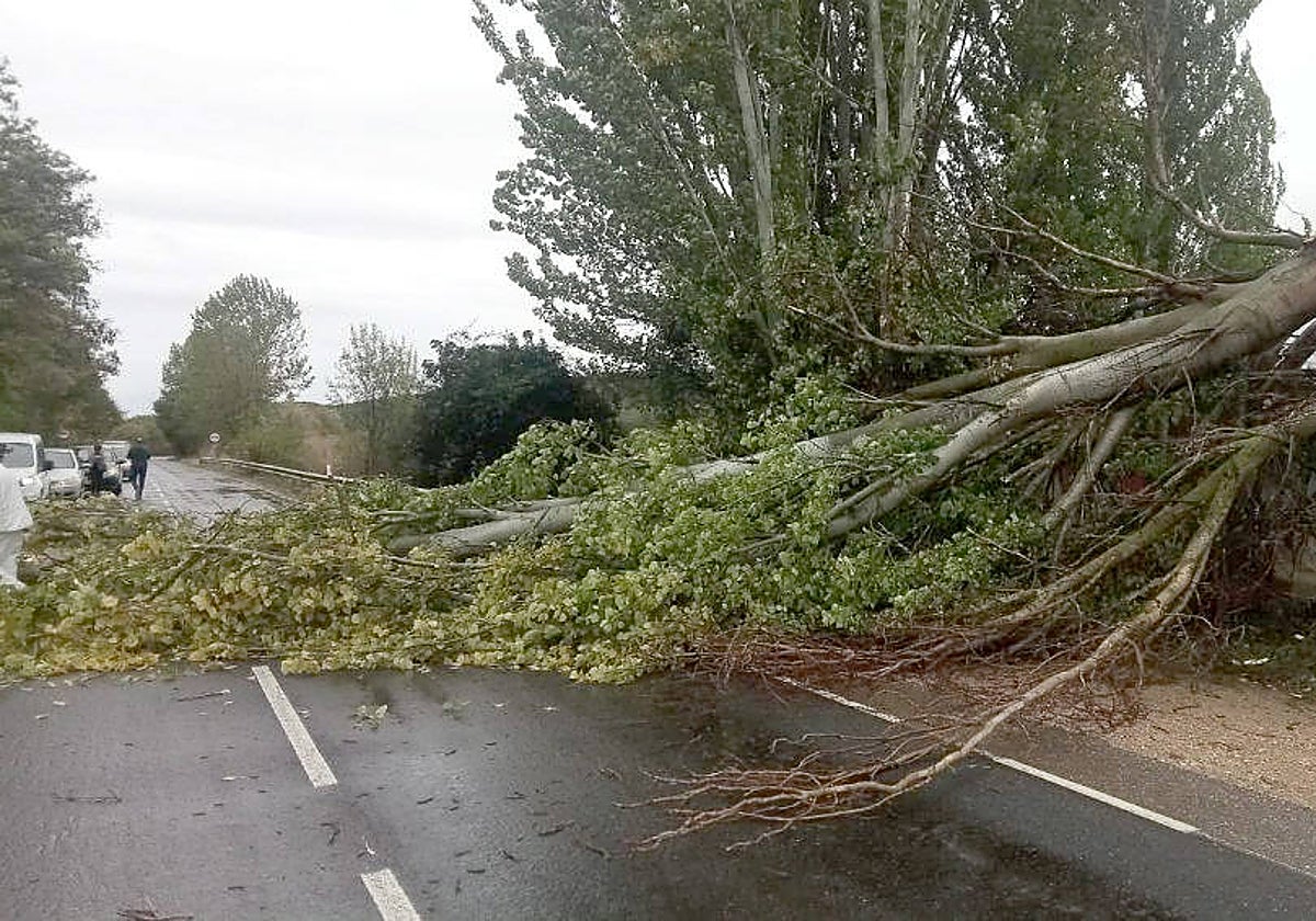 Árbol caído en una carretera de la provincia de Zamora debido al fuerte viento