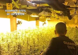 Cuatro detenidos de un grupo criminal de nacionalidad albanesa dedicado al cultivo de marihuana