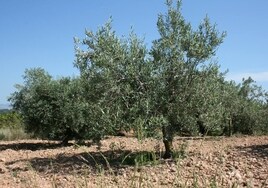 Agricultores valencianos alertan de una oleada de robos de aceitunas por el alto precio del aceite de oliva