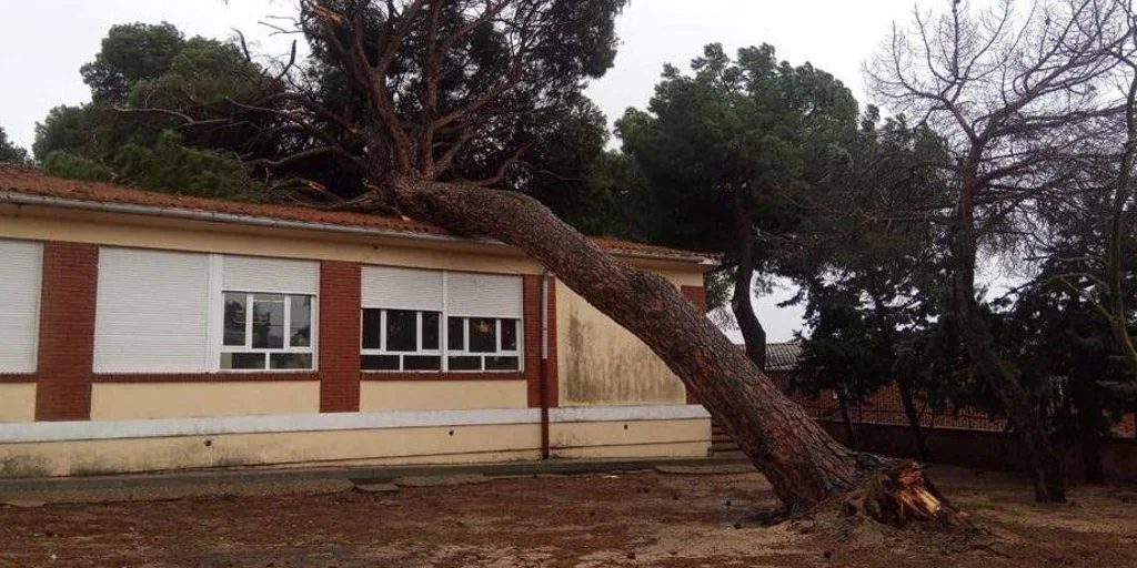 arbol-escuela-carpio-valladolid-U7411433