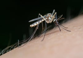 Salud llama a la precaución por el aumento de mosquitos del Virus de Nilo en Sevilla y Cádiz tras las últimas lluvias