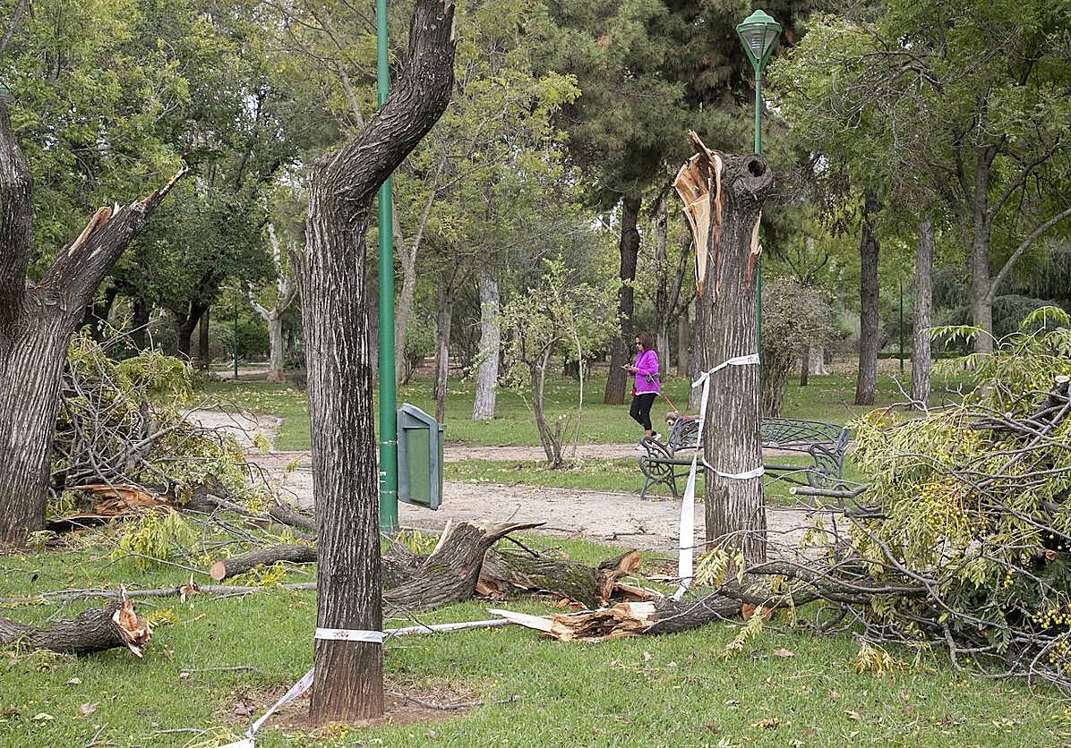 Árboles del parque Cruz Conde dañados por el temporal Bernard