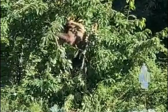 La osa &#039;ladrona&#039; de Villarino del Sil (León) vuelve a hacer de las suyas y provoca la indignación de los vecinos