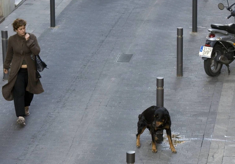 Un perro orina en la calle