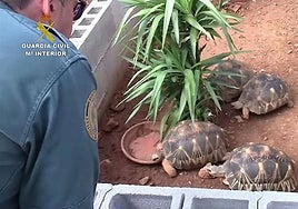 Piden 34 años de cárcel a seis personas de Málaga por traficar con especies protegidas como tortugas y aves