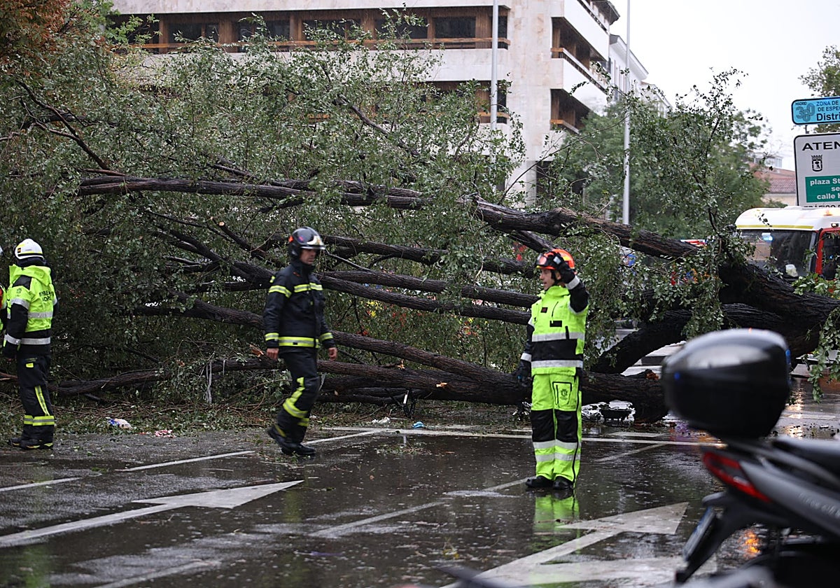 Los servicios de emergencias, junto al árbol caído en la calle Almagro