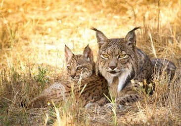 El Parque Nacional de Cabañeros y los Quintos de Mora, adecuados para albergar el lince ibérico
