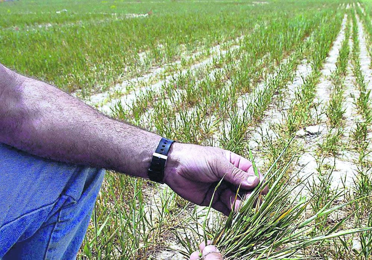 Los daños en herbáceos son buena parte de las indemnizaciones