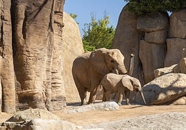 Entradas infantiles a 1 euro en Bioparc todo el mes de noviembre por el cumpleaños del primer elefante valenciano