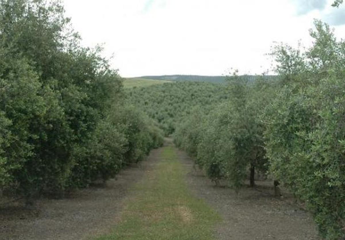 Olivar con cubierta vegetal
