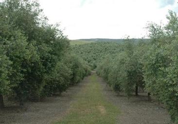 La reducción de los importes y la sequía obligan a reinventarse al olivar