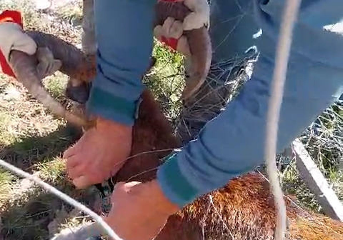 Imagen de las labores de rescate del muflón atrapado en una valla cinegética en Valencia