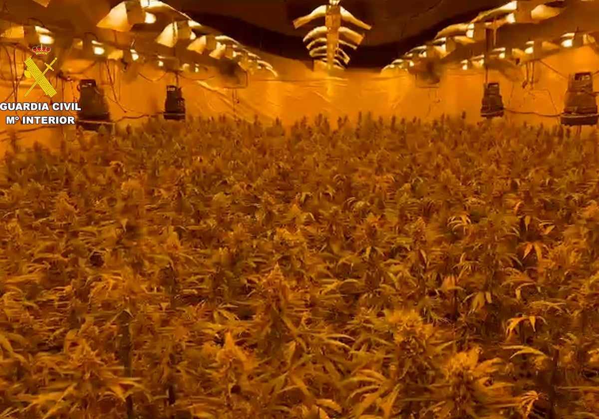 Imagen de la plantación de marihuana hallada por la Guardia Civil en la nave industrial de Almazora