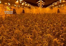 El frondoso cultivo con 7.000 plantas de marihuana que ha hallado la Guardia Civil en una nave industrial de Castellón