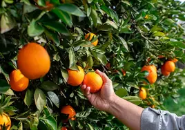 Comienza la campaña nacional de la naranja en Mercadona, que comercializará 140.000 toneladas