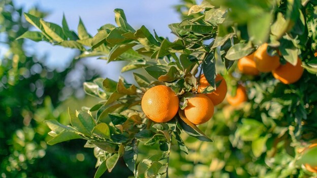 Imagen de un campo de naranjas de uno de los proveedores de Mercadona