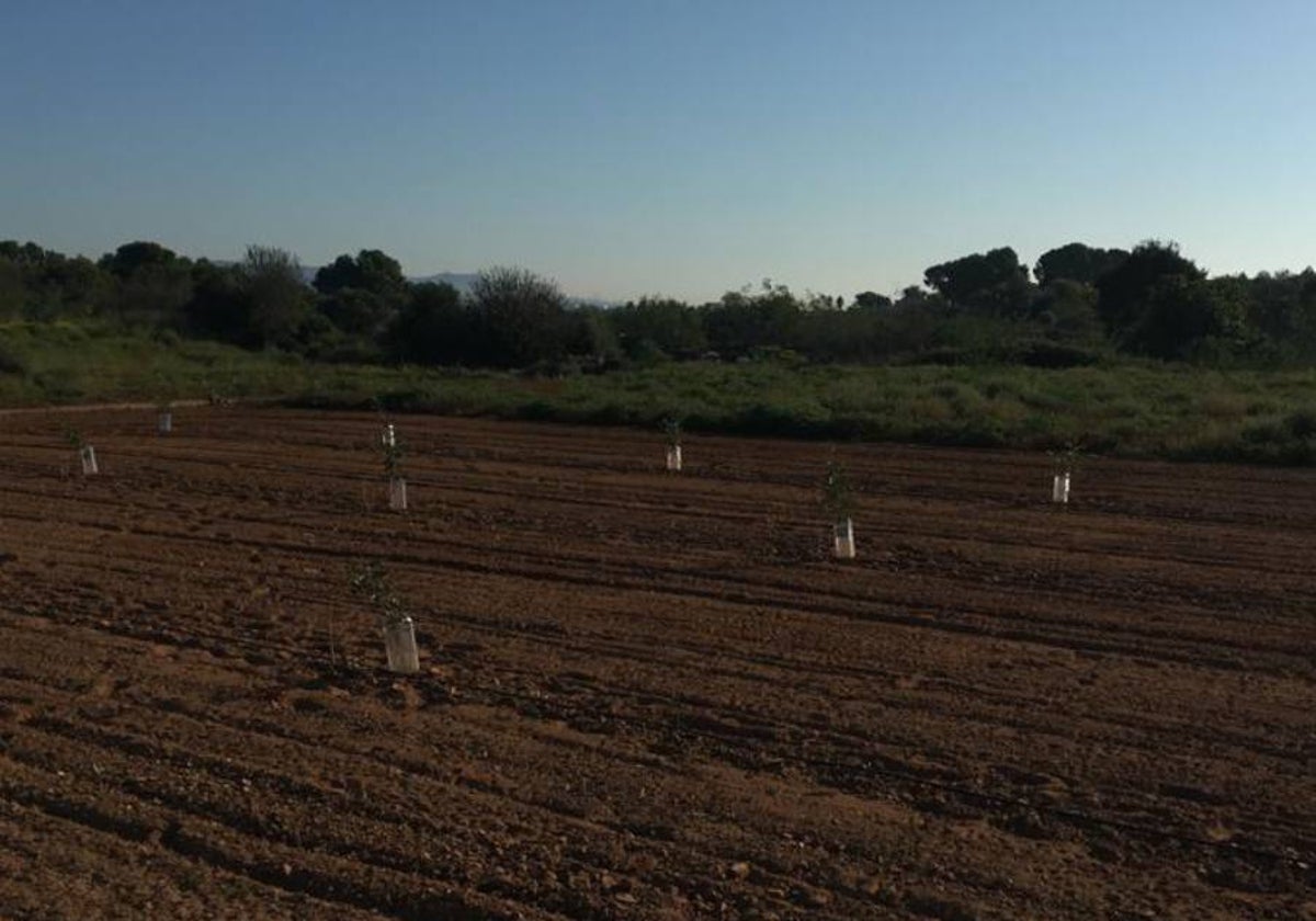 Imagen de plantones de algarrobos en Valencia