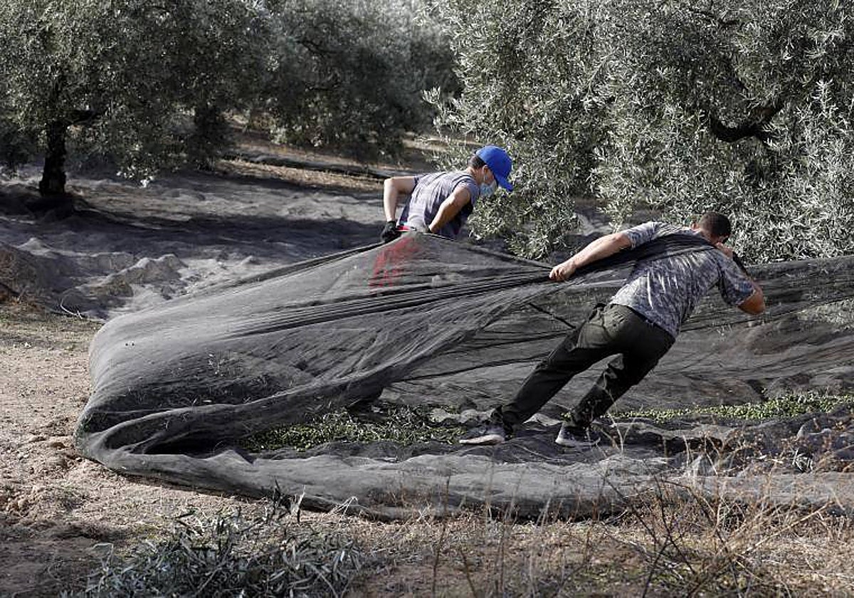 Vareado de la aceituna en una finca de olivar de Córdoba