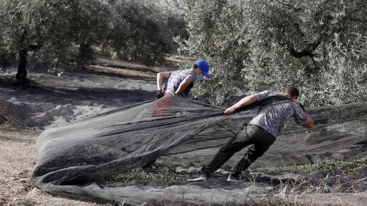 Cooperativas olivareras se unen para molturar aceituna ante la baja cosecha