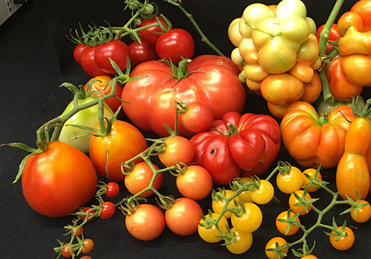 Imagen de tomates difundida por la Universidad Miguel Hernández de Elche (UMH) sobre el proyecto de investigación.