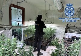 Cae una pareja con un laboratorio ilegal de marihuana en un chalé de Bargas: 446 plantas y 12,6 kilos de hojas y cogollos ya recolectados