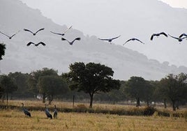 El parque nacional de Cabañeros celebra 28 años con la llegada de las primeras grullas