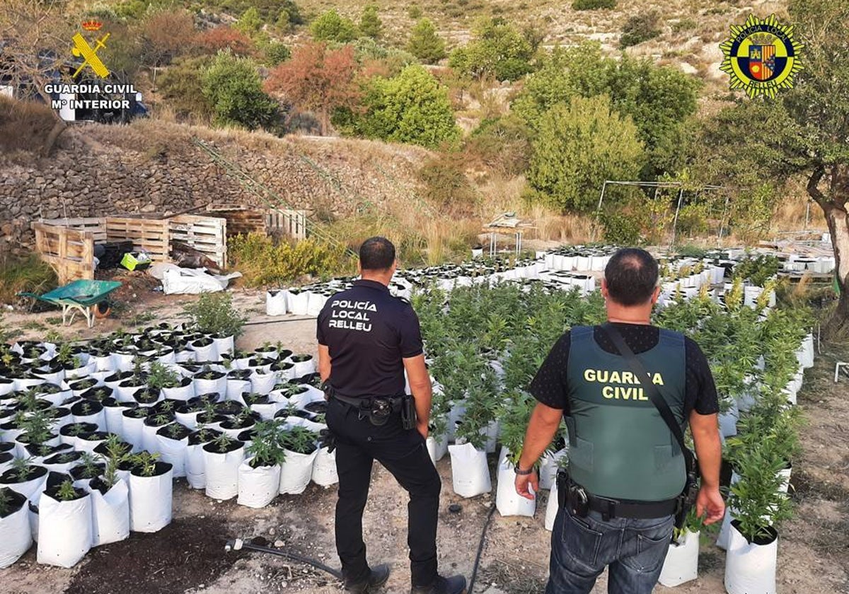 Imagen de la plantación de marihuana encontrada en una partida rural de Relleu