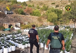 Descubren que una tranquila casa del monte alicantino albergaba 710 plantas de marihuana: detenida la pareja de inquilinos