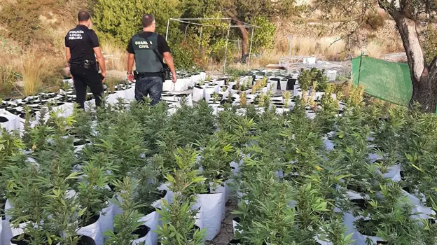 Imagen detallada de las plantas de marihuana encontradas en Relleu