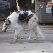 La Generalitat Valenciana prohíbe el acceso de mascotas a centros sanitarios