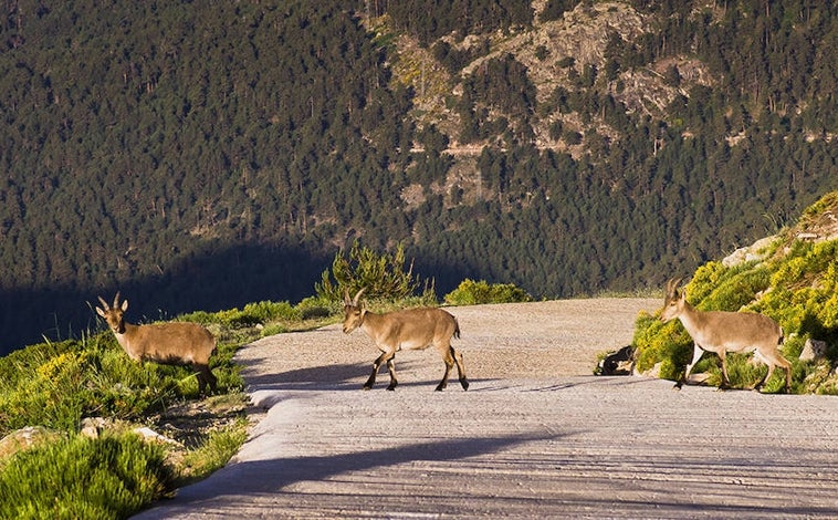 Imagen principal - La cabra montés es un especie emblemática de la Península Ibérica. Arriba, un grupo de animales en una carretera de la sierra de Guadarrama. Abajo, izq., cercón de caza de los ejemplares. Dcha, un animal adulto.