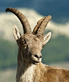 Imagen secundaria 2 - La cabra montés es un especie emblemática de la Península Ibérica. Arriba, un grupo de animales en una carretera de la sierra de Guadarrama. Abajo, izq., cercón de caza de los ejemplares. Dcha, un animal adulto.