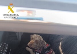 Deja a su perro encerrado en el coche para ver el Mundial de Motos en Valencia y acaba multado por la Guardia Civil