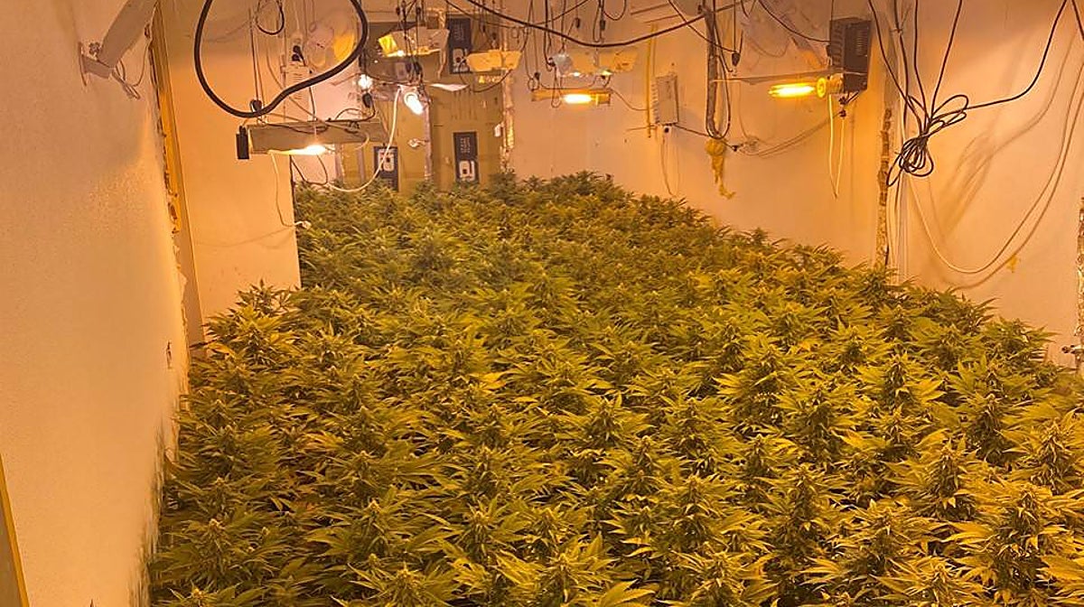 Imagen de la plantación de marihuana hallada en la localidad alicantina de Aspe